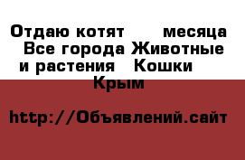 Отдаю котят. 1,5 месяца - Все города Животные и растения » Кошки   . Крым